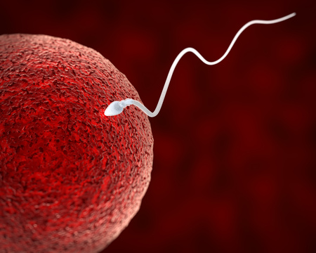 Spermatozoon Fertilizing Ovum. Fertilization Process Macro Image. Medical Scientific 3D Illustration.の写真素材