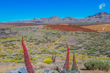 Teide National Park on a Sunny Day Panorama, Canary Islands, Spain.の写真素材