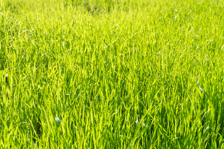 Green Grass in Sunlight Background.の写真素材