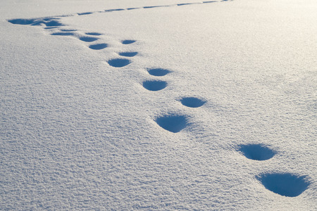 Winter Background with Snow Cover and Human Footprint Path.の写真素材