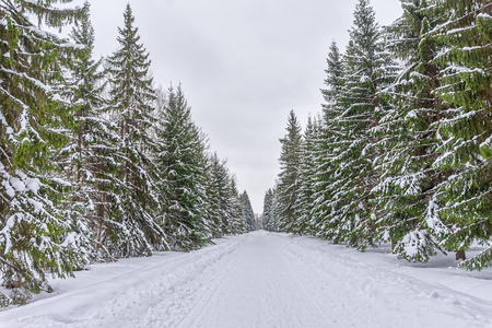 Winter Road Through Spruce Tree Forest.の写真素材