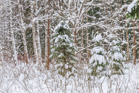 Winter Forest Background with Small Spruce Trees Covered with Snow.の写真素材