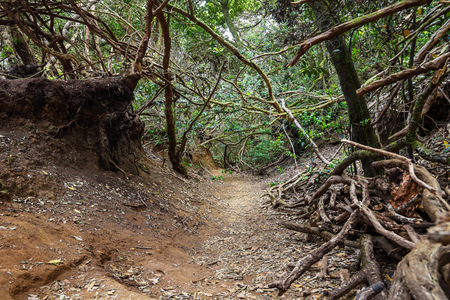 Anaga Natural Park Pathway. Parque Rural de Anaga, Tenerife, Spain.の写真素材