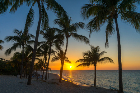 Varadero Beach Sunset with Palm Tree Silhouettes. Cuba Vacation Background with Setting Sun.の写真素材