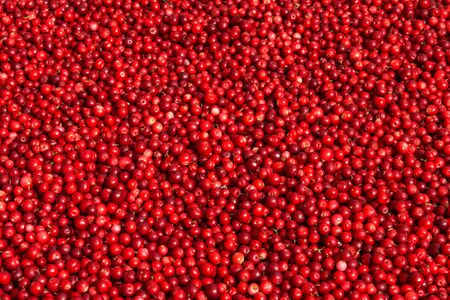 Fresh Red Bilberry Background. Frame Filled with Red Berries Cooking Backdrop.の写真素材