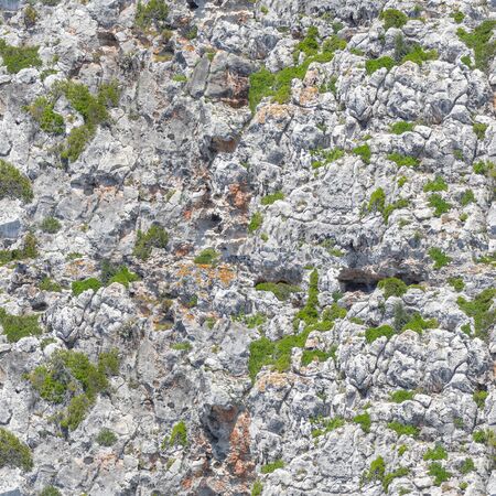 Seamless Sea Cliff Texture. Stone Surface with Green Plants Background.の写真素材