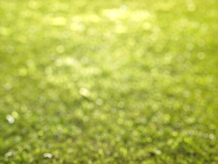 Green Circle Bokeh Summer Background. Blurred Green Grass Backdrop.の写真素材