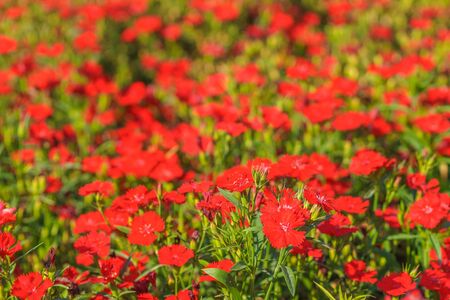 Red Flowers in the Sunlight with Bokeh Effect. Summer Background.の写真素材