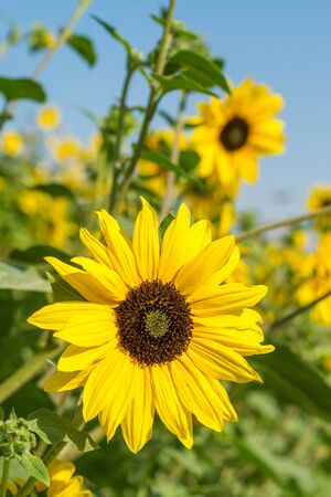 Yellow Sunflower Close-up in the Sunlight. Summertime Vertical Background.の写真素材