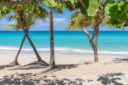 Cuba Varadero Beach View on Atlantic Ocean. Sunny Tropical Seascape with Palm Trees. Summer Nature Background.の写真素材