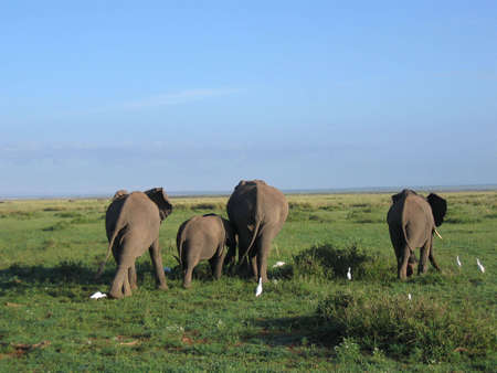 Elephantsの写真素材