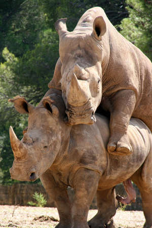 A couple of breeding white rhinoceros (male and female)の写真素材