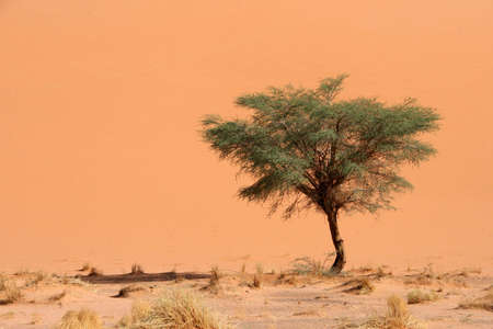 dune and acacia