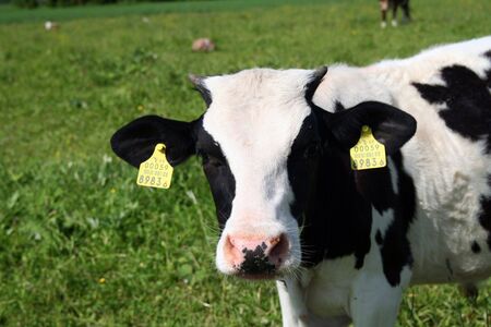 Herefordの写真素材