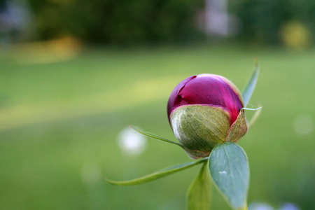 Peonyの写真素材