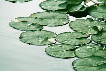 Water lily leavesの写真素材
