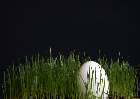 One easter egg and fresh green grass on black backgroundの写真素材