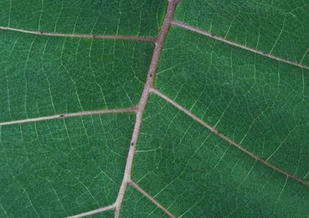 Close up of green leaf showing detailed veiningの写真素材