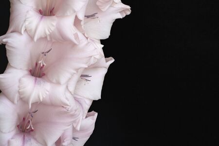 close-up of pink gladiolus isolated on black backgroundの写真素材