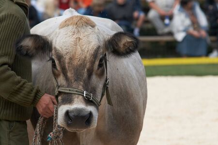 portrait of the brown cow from estoniaの写真素材