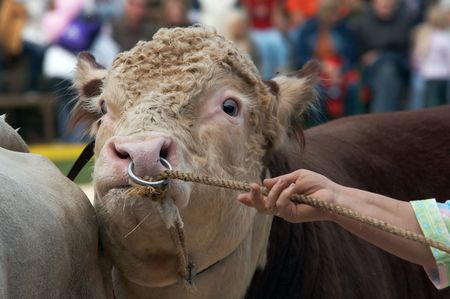 A portrait of angry bull pulled from nosering