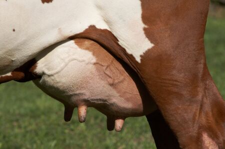 Breed dairy cattle udder close up photo