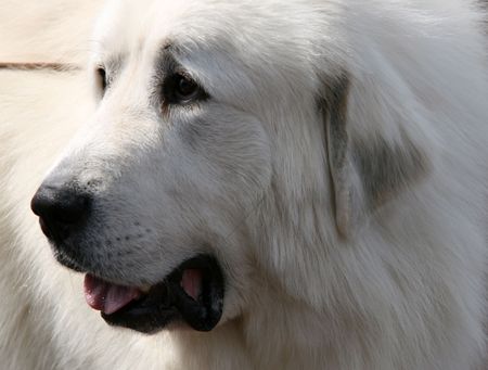 Portrait of a big white sad looking dog