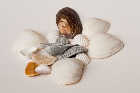 seashell background with various kinds of shells