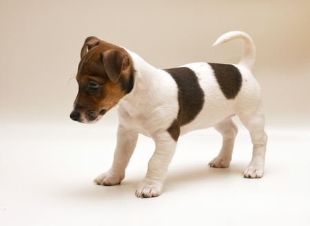 Jack Russell terrier puppyの写真素材