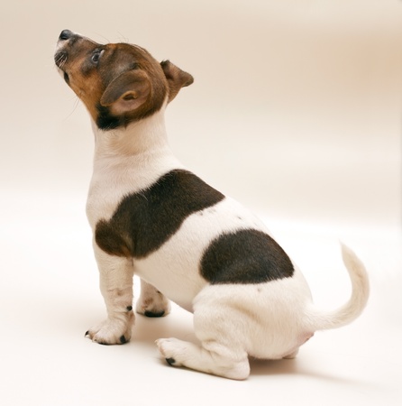 Jack Russell terrier puppyの写真素材