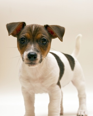 Jack Russell terrier puppyの写真素材