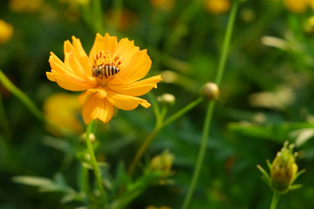 The yellow Cosmos with bee in garden.