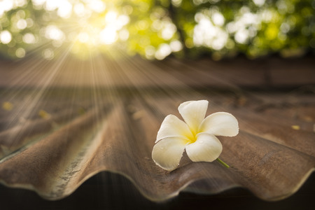 White Plumeria on old zinc roof in morning sunlightの写真素材
