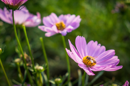 Pink Mexican Aster with bee in the gardenの写真素材