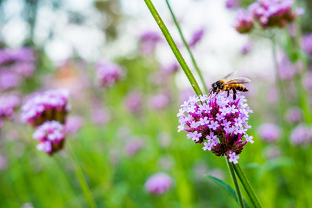 Purple Verbena tiny flowers with bee in morning sun