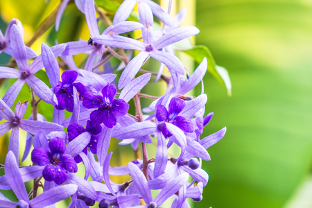 Beautiful Purple flowers in the garden,Sandpaper Vine,Queen's Wreathの写真素材