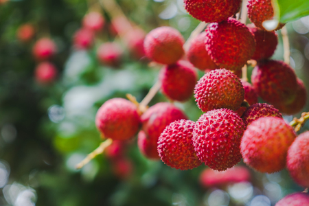 Close up ripe lychee fruits on tree in the plantation,Thailandの写真素材