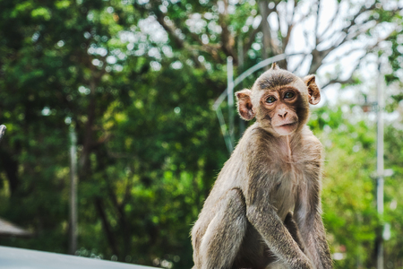 Baby Long-tailed macaque monkeys relaxing at Sam Muk Hill,Bangsan,Chonburi,Thailand.の写真素材