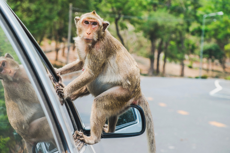 Litte crab-eating macaque,monkey sitting on the car's side mirror.の写真素材