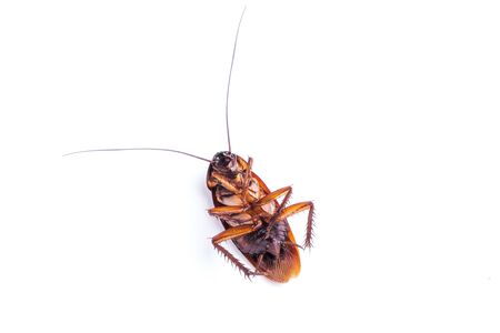 Close up dead cockroach supine isolated on white backgound.の写真素材