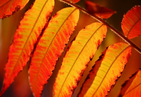 Close-up of autumn leaves