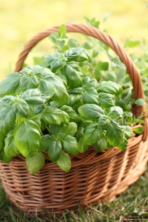 Basket with basil and oregano in the garden.の写真素材