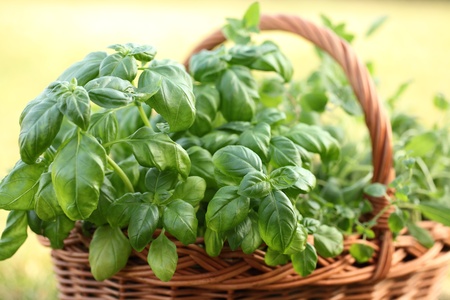 Basket with basil and oregano in the garden. Selective focus, shallow DOF.の写真素材