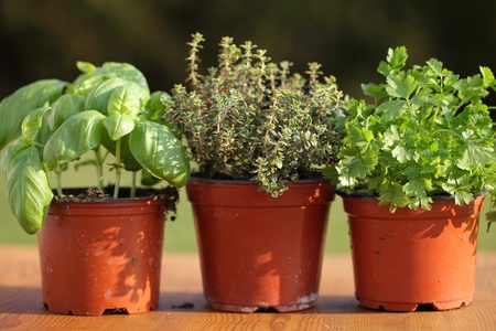 Basil, thyme and parsley in flower pots.の写真素材
