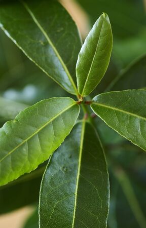 Close-up of bay leaf plant. Selective focusの写真素材