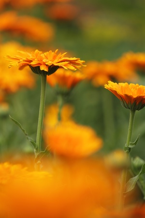 Close-up of marigold (calendula) flowers. Selective focus, shallow DOFの写真素材