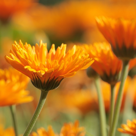 Close-up of marigold (calendula) flowers. Selective focus, shallow DOFの写真素材