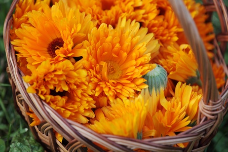Top view of basket with marigold (calendula) flowersの写真素材