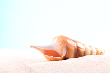 Seashell on sand with copy spaceの写真素材