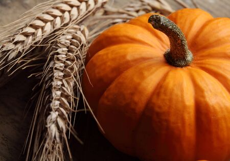 Close-up of little pumpkin and grainの写真素材